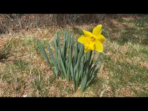 An Honorable Harvest