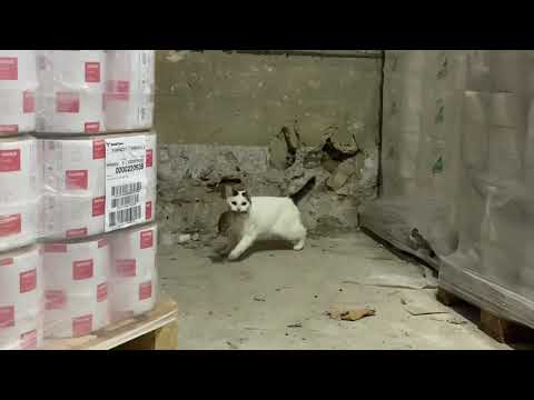 Jak złapać szczura👍🏻