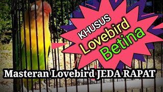 Download lagu masteran lovebird jeda rapat || KHUSUS BETINA mp3