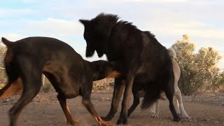 Doberman Doesn&#39;t Back Down From Wolf - Watch what happens