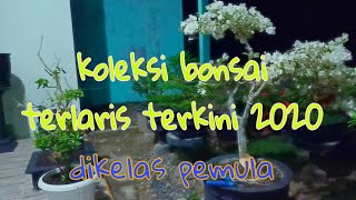 Download lagu Macam macam koleksi bonsai terkini dan terlaris 2020.dikalangan pemula mp3 Download lagu Macam macam koleksi bonsai terkini dan terlaris 2020.dikalangan pemula mp3