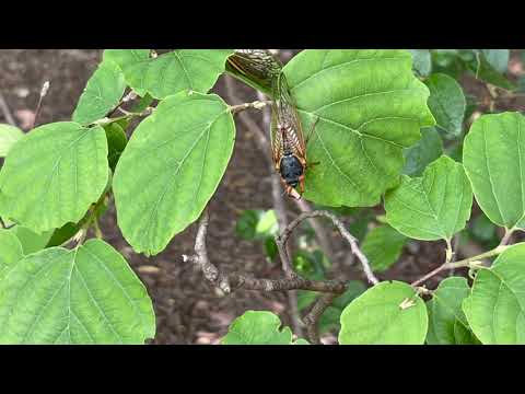 Brood X Cicadas Found All Over this Property in Princeton, NJ
