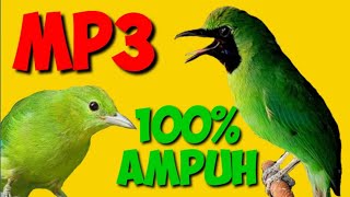 Download lagu MP3 IJO MINI PALING AMPUH DI DUNIA mp3