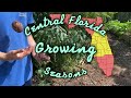 Florida Gardening What To Plant When To Plant It