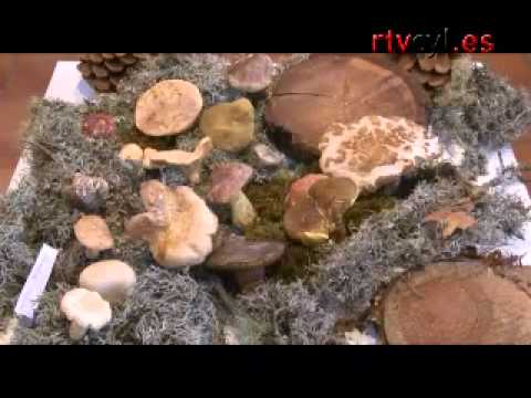 TROTAPARAMUS - Por los pinares de Soria