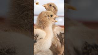 Baby Chicken Sounds 🐣 (Continuous Peeping and Soft Ground Tapping)