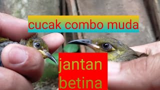 Download lagu male and female cucak combo trotol mp3
