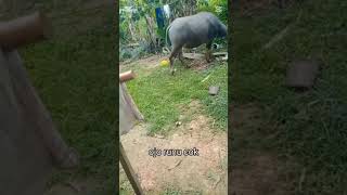 Download lagu wedus kentir 🗿 #subscribe mp3