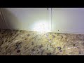 Ants Now Control the Kitchen in Old Bridge, NJ