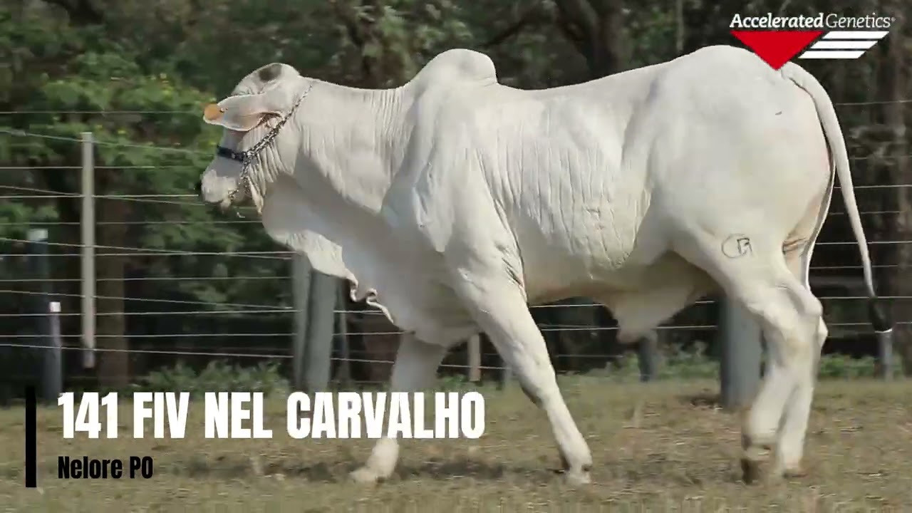 Vídeo 141 FIV DO CARVALHO