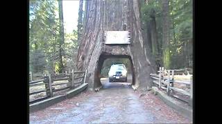 preview picture of video 'Ancker in Humboldt Redwoods'