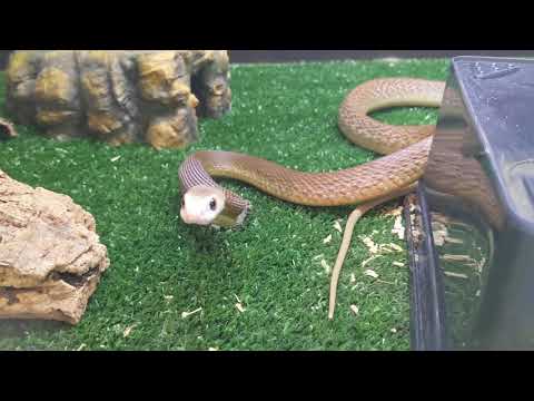Taipan feeding.