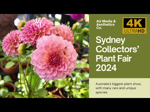 Collectors' Plant Fair Sydney 2024 [4K60 HDR] Walk through Australia's BEST rare plant show