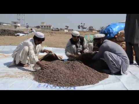 download lagu mp3 mp4 Afghan Pine Nuts, download lagu Afghan Pine Nuts gratis, unduh video klip Afghan Pine Nuts
