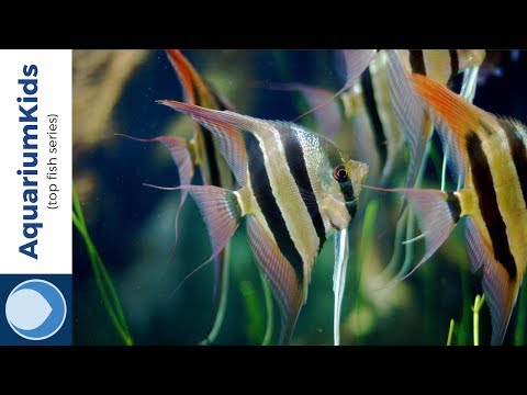 THE TOP 5 TANK MATES FOR FRESHWATER ANGELFISH (4K UHD)