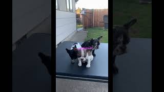 Video preview image #2 French Bulldog Puppy For Sale in SEATAC, WA, USA
