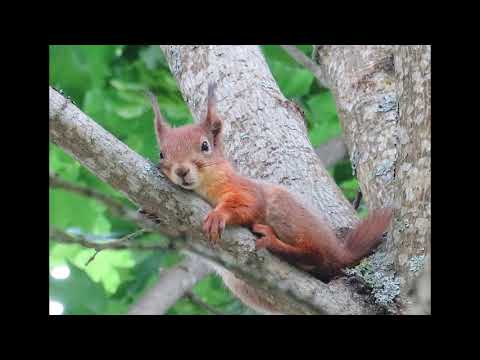 Sleepy Squirrel  ☆ 眠いリスさん ☆ Uninen orava
