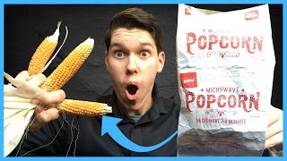 Can you GROW popcorn from store-bought kernels?