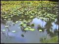 VISIONS Part 1.mov