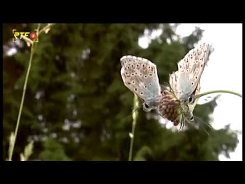 RTF.1-Sommerthemenwoche Natur: Wacholderheide