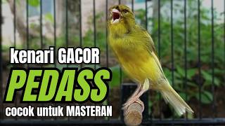 Download lagu Masteran KENARI GACOR ngeroll panjang,Cuit Cuit Emosi AMPUH bikin kenari nyaut ,Masteran MURAI BATU mp3