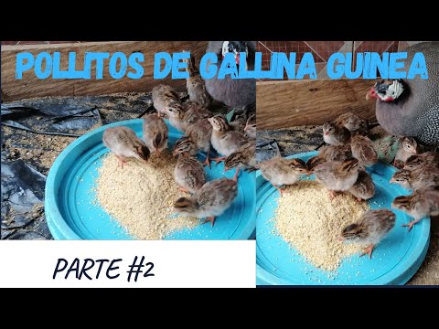 , title : 'Pollitos de gallina Guinea | capítulo # 2 | minidocumental 2021'