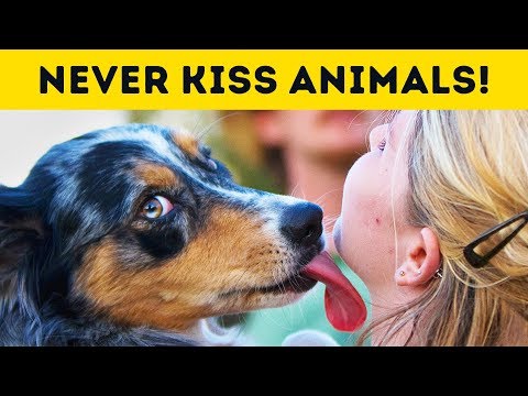 Why You Should Never Kiss Your Pet