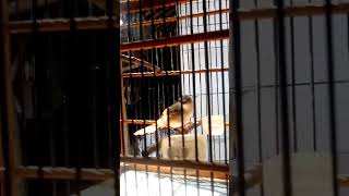 Download lagu Ciri cigun ngeriwik mp3