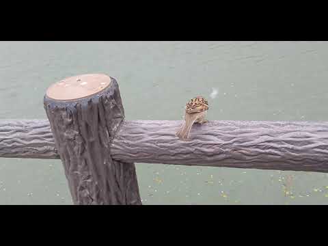 餌を貰いに来るすずめ達 20210413pm 6（天満宮）