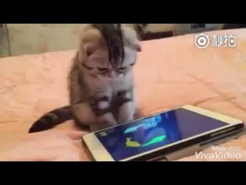 Sooo... Cute kitty.....funny wats app status...😉😉😉😉