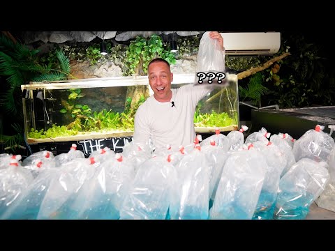 unboxing RARE and EXOTIC fish for my aquariums! the king of DIY opens iconic aquatics fish box!