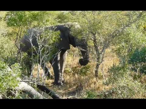 Elephants & Giraffe Drinking