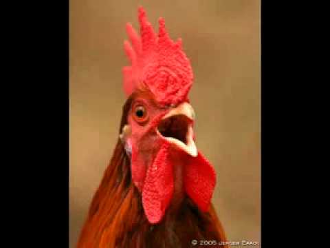 Boone Yves - LIED - de boerderij