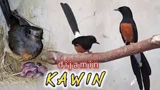 Download lagu Hitungan Detik Pasti Jebol Birahi!Suara Pancingan Murai Batu Agar Cepat Kawin Part70 mp3 Download lagu Hitungan Detik Pasti Jebol Birahi!Suara Pancingan Murai Batu Agar Cepat Kawin Part70 mp3