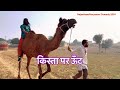 Camel on Kista 🐪 Kista Par Unt | Rajasthani Haryanvi Comedy Video | New Comedy 2024 | Shayar Comedy