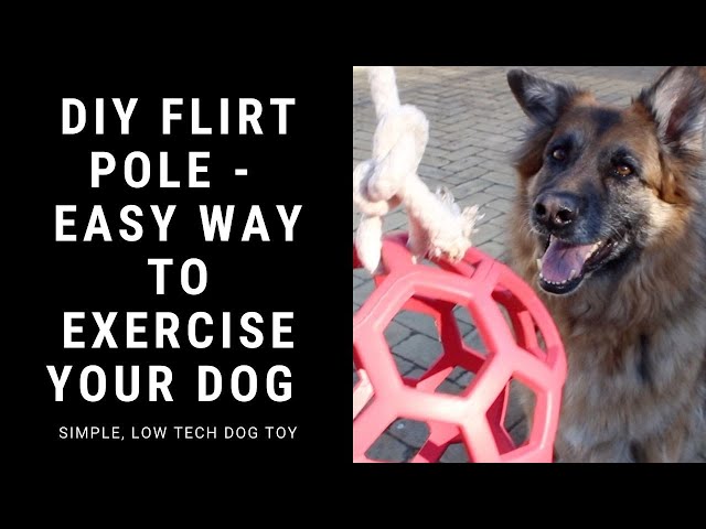 Pet-iks lang: Easy DIY pet toys you can make at home