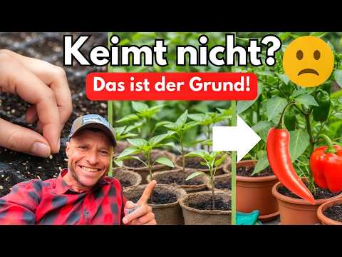 Chili & Paprika Voranzucht für Anfänger: Keim-Tricks, Temperatur & Pflege erklärt!