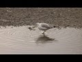 Ring Billed Gull Stomping Up A Snack Humber Bay Park East Toronto 16 11 13