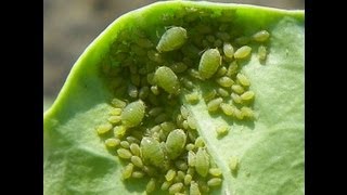 Aphid Bugs "Up Close" Bug that eats your plants