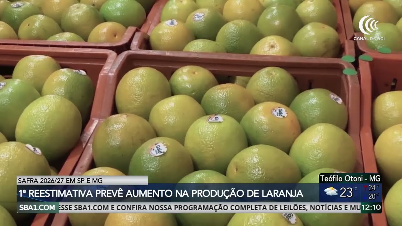 1ª reestimativa da safra 2026/27 em SP e MG prevê aumento na produção de laranja