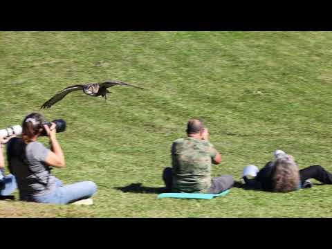 L'envol du Grand-Duc