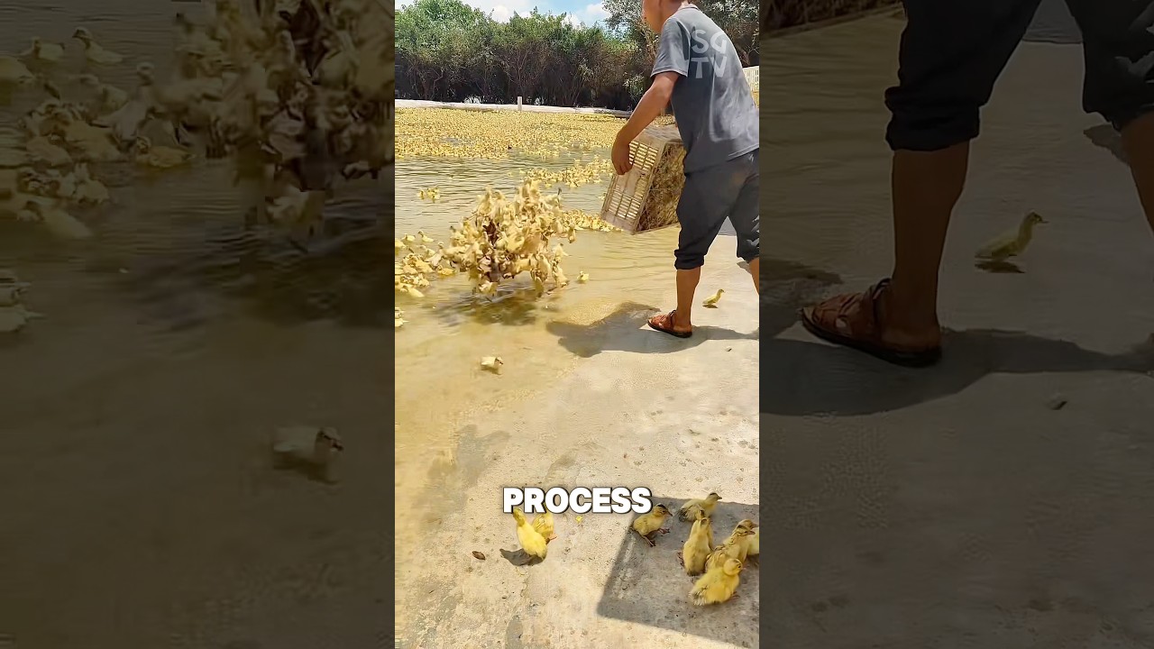 How ducklings are hatched on Chinese duck farms