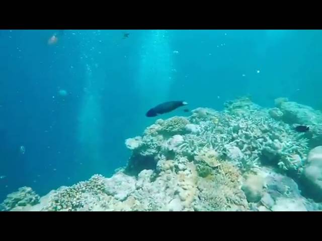 Diving at the Great Barrier Reef | GoPro Hero 4