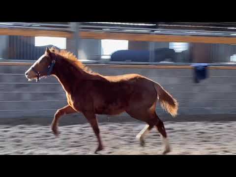 1y Cosmo Royale x Dirty Dancer