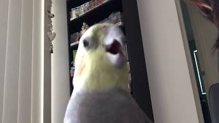 Alex Honking In Slow Motion