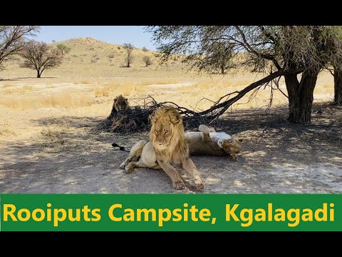 Rooiputs Camp Site Review, Kgalagadi Transfrontier Park