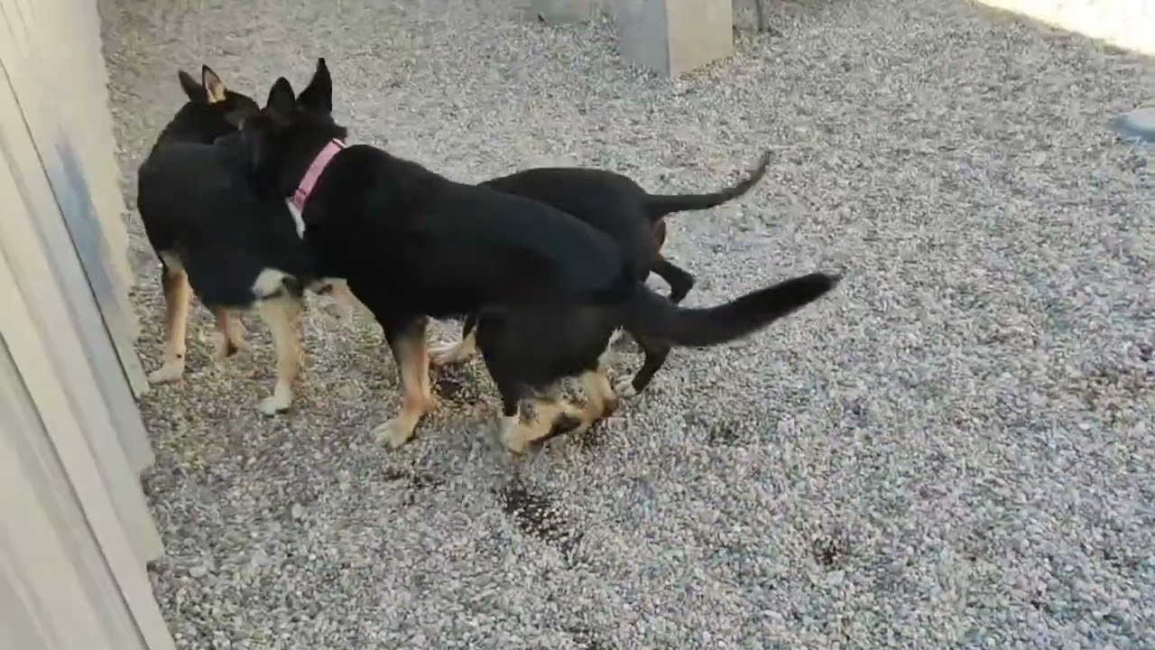 MEI MEI, a ADOPTABLE German Shepherd Dog in Pasadena, CA video 2/5