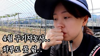 30대 귀농 4월 일상 -참동 ep12