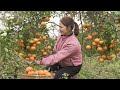Satisfying Village Life Harvesting Ripe Oranges Tangerines In The Countryside Farm 4K