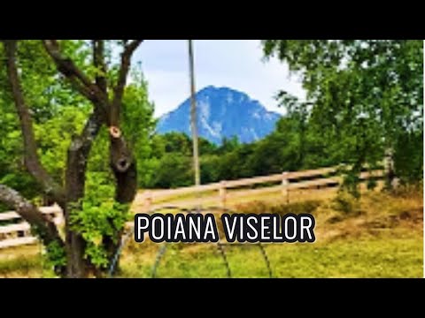 poiana viselor din poiana mărului (județul brașov)